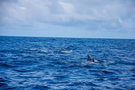 Walk on the Azores archipelago. Discovery of the island of Pico, Azores. Portugal. Madalena