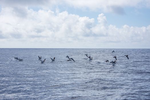Walk on the Azores archipelago. Discovery of the island of Pico, Azores. Portugal. Madalena