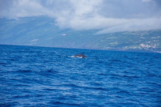 Walk on the Azores archipelago. Discovery of the island of Pico, Azores. Portugal. Madalena