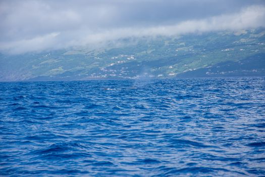 Walk on the Azores archipelago. Discovery of the island of Pico, Azores. Portugal. Madalena