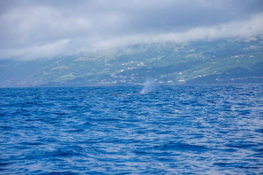 Walk on the Azores archipelago. Discovery of the island of Pico, Azores. Portugal. Madalena