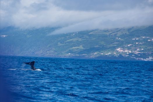 Walk on the Azores archipelago. Discovery of the island of Pico, Azores. Portugal. Madalena