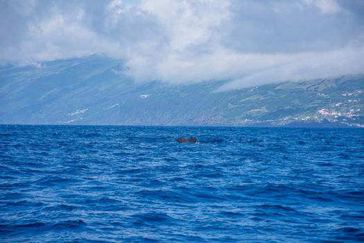 Walk on the Azores archipelago. Discovery of the island of Pico, Azores. Portugal. Madalena