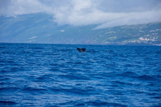 Walk on the Azores archipelago. Discovery of the island of Pico, Azores. Portugal. Madalena