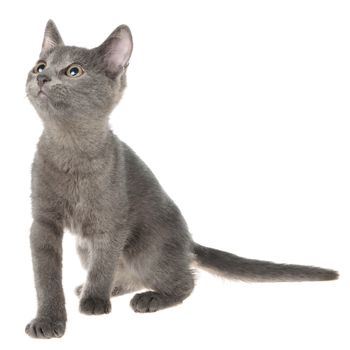 Small kitten playing isolated on a white background