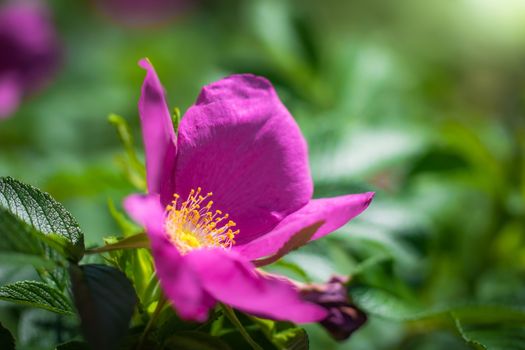 Blooming pink wild rose spring day close-up on a blurred background.