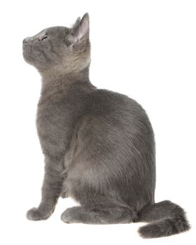 Small gray shorthair kitten sitting isolated on white background.