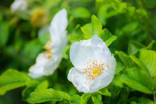 Blooming white rosehip spring day close-up on a blurred background.