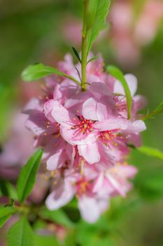 Spring flower pink almond closeup in the garden.