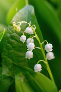 Spring flower lily of the valley close-up