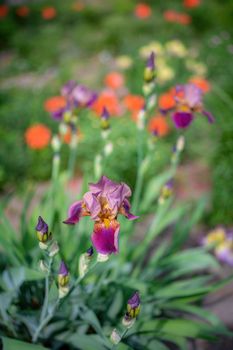 Blooming iris on a summer day outdoors on blur background.