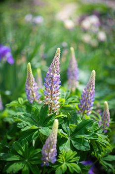 Lupine flower close-up in the garden