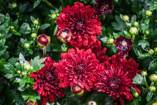 Flower of chrysanthemum in drops after a rain on a summer sunny day close up on blurred background.