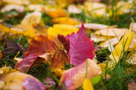 Leaves in various autumnal colors; Fall foliage