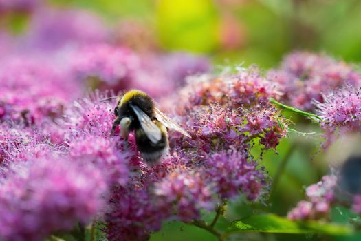 Bumblebee collects flower nectar of pink spirea flower on a summer sunny day.