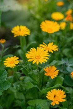 Meadow flowers marigold (calendula).