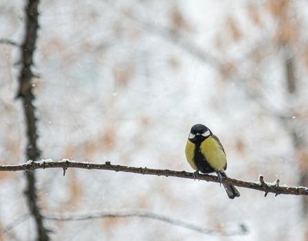 Titmouse on a snowy winter day sitting on a tree branch.