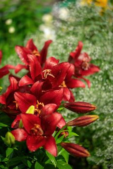 Wet flower of red lily after the rain.