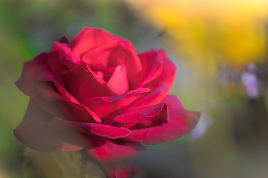 Rose flower close up on a green blurred background.
