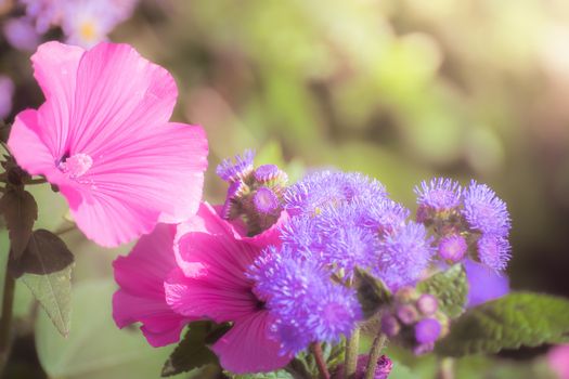 Pink mallow in the garden close-up on a blurred background