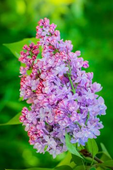 Branch of blossoming lilac on a sunny day close up on a blurred background.