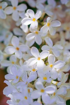 Branch of blossoming white lilac on a sunny day on a blurred background.