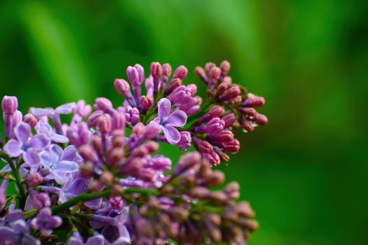 lilac buds and flowers in water drops after rain on blurred background.