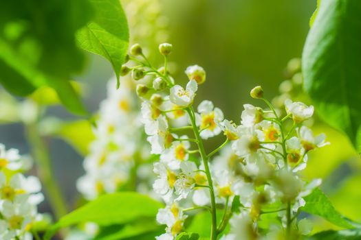 Branch of flowering bird cherry in white flowers on a spring sunny day.