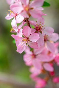 Spring flowering pink almond closeup in garden.