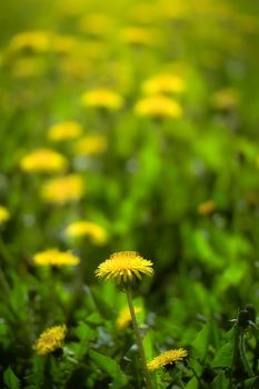 Dandelions close up on a blurred background.