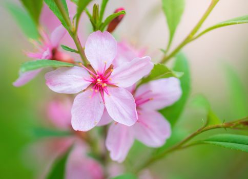 Spring flowering pink almond closeup in garden.