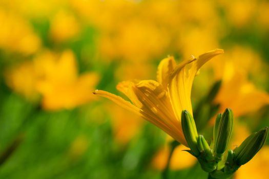 Beautiful flower of orange lily in garden on a summer day.