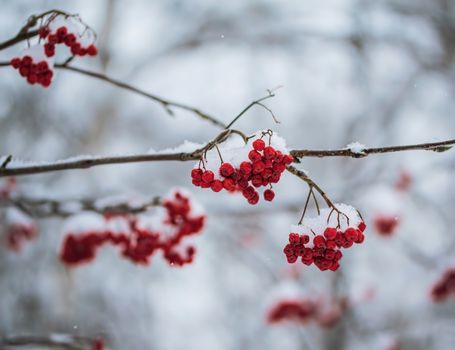 Snow-covered branches of red mountain ash on a cold winter day.