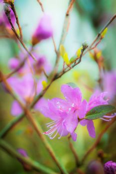 Spring flowering pink almond closeup.