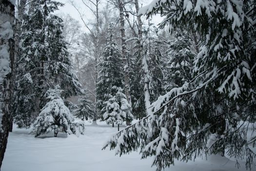 Snow covered branches of spruce trees on a frosty winter day in park.