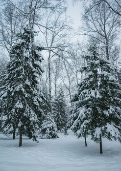 Snow covered branches of spruce trees on a frosty winter day in park.