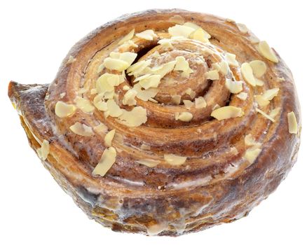 Butter bun snail close-up isolated on a white background.