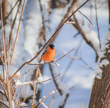 reddish chest bullfinch on a snow winter day sitting on a tree branch.