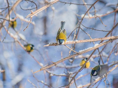 Titmouse on a snowy winter day sitting on a tree branch.