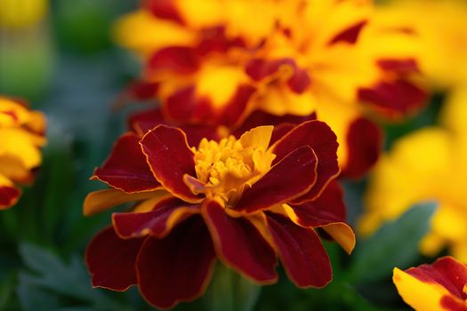 Close-up flowers of a marigold on blurred background.