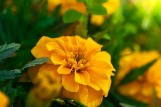 Close-up flowers of a marigold on blurred background.