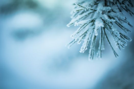 Fir branch in snow on a frosty winter day.