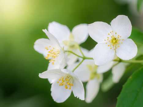 Twig with white jasmine flower close-up in spring on a blur background.