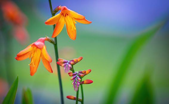 Orange crocosmia in the garden on a background of green grass.