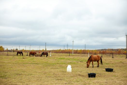 flock of beautiful horses graze in an autumn meadow next to a haystack behind a fence beautiful atmosphere rainy sky