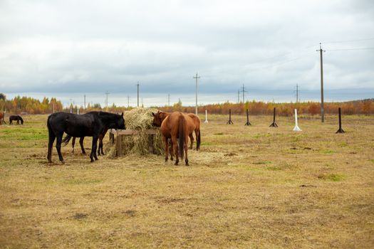 flock of beautiful horses graze in an autumn meadow next to a haystack behind a fence beautiful atmosphere rainy sky