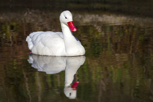 Coscoroba Swan a small white waterfowl species found in South America