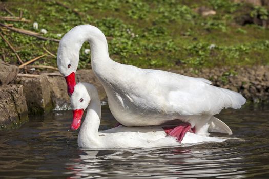 Coscoroba Swans mating a small white waterfowl species of swan found in South America