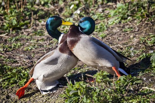 Two Mallard Ducks agressively fighting and pecking over coutship and nesting