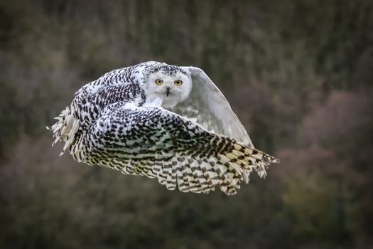 Snowy Owl with its wings outspread in flight